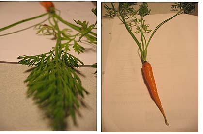 carrot