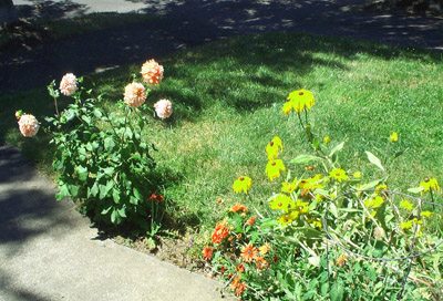 Walkway flowers